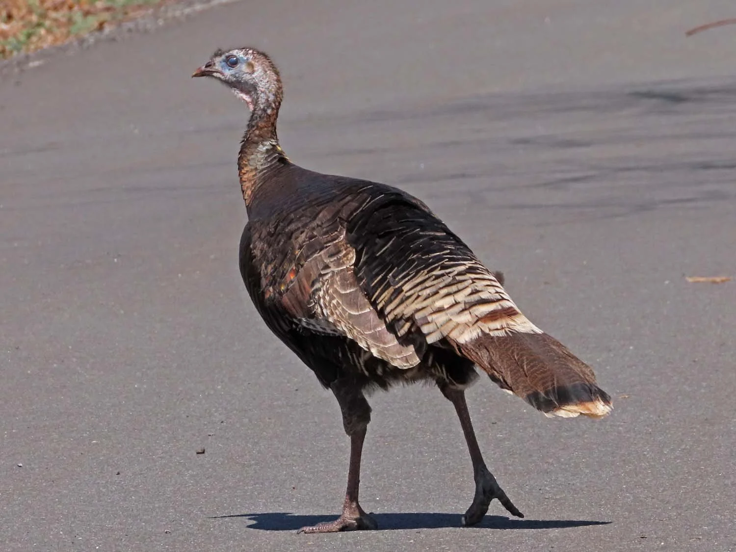 Wild Turkey — Susan Kirby